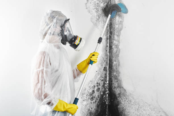 Best Mold Documentation for Insurance Claims  in Glen Rock, PA